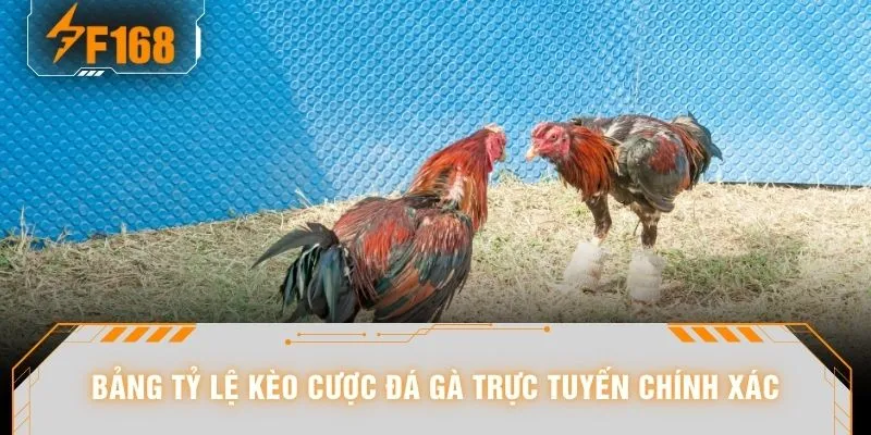 Bảng tỷ lệ kèo cược đá gà trực tuyến chính xác