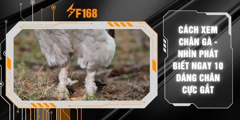 Cách Xem Chân Gà - Nhìn Phát Biết Ngay 10 Dáng Chân Cực Gắt