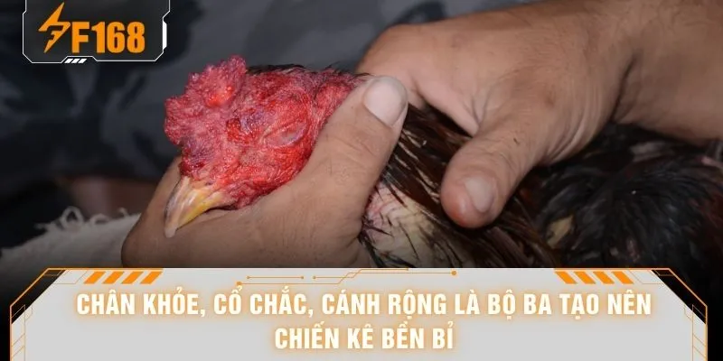 Chân khỏe, cổ chắc, cánh rộng là bộ ba tạo nên chiến kê bền bỉ