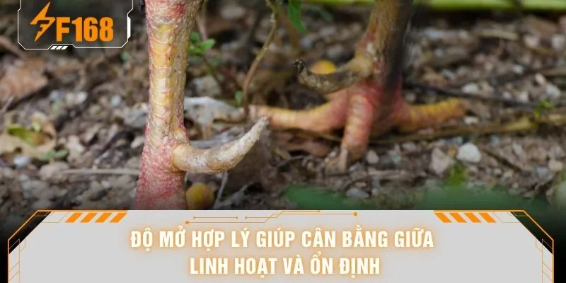Độ mở hợp lý giúp cân bằng giữa linh hoạt và ổn định