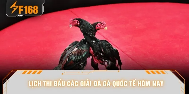 Lịch thi đấu các giải đá gà quốc tế hôm nay