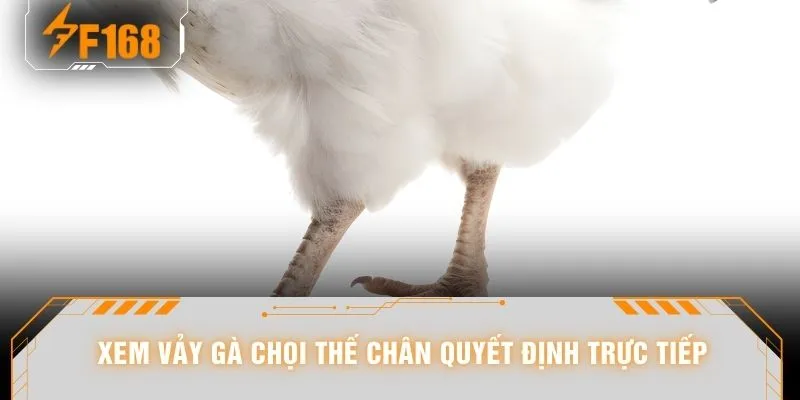 Xem vảy gà chọi thế chân quyết định trực tiếp